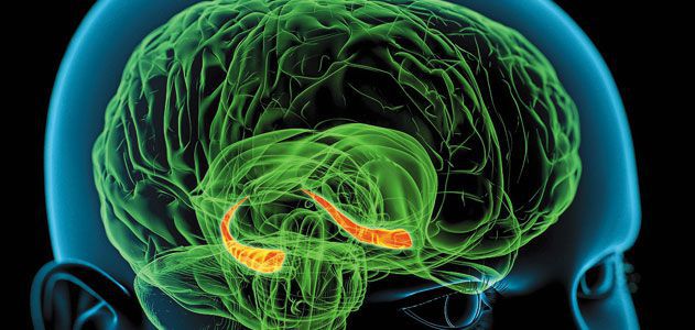 Brain