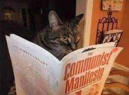 cat reading Marx