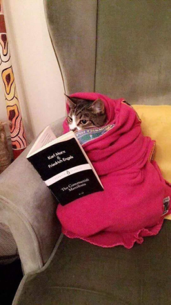 Cat wrapped in pink blanket appearing to read the Communist Manifesto