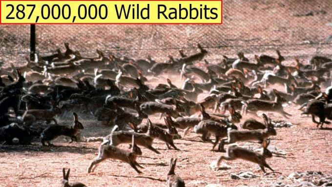 rabbits in Australia