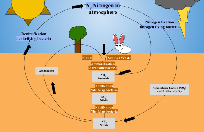 nitrogen cycle