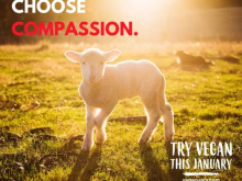 baa lamb