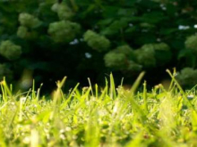Green space