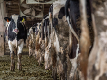 Cows lined up in a barn