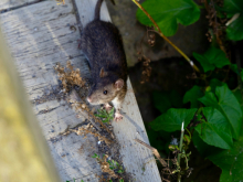 Rat