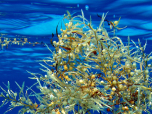 Sargassum fluitans