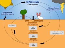 nitrogen cycle