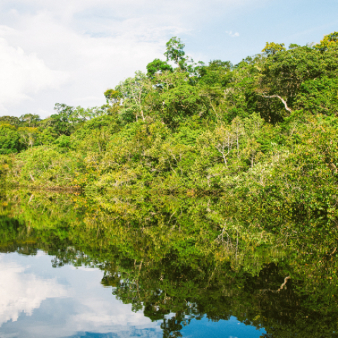 Amazon drought signals wider dangers - Vimarsana News